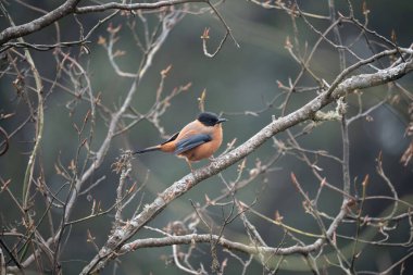 Ağaçta yapraksız tünemiş paslı bir sibia..