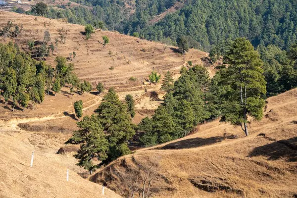 Kuru Çimenli Yuvarlanan Tepeler Her zaman yeşil ağaçlarla benekli.
