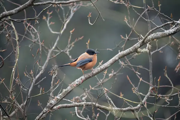 Ağaçta yapraksız tünemiş paslı bir sibia..