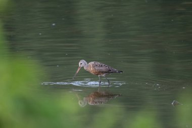 Hudsonian Godwit Menüsünü Arıyor. Akşam ışığında..
