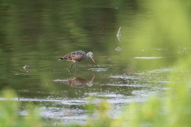 Hudsonian Godwit Menüsünü Arıyor. Akşam ışığında..