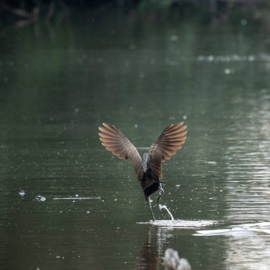 Sulak alanlarda kahvaltı arayan bir topal..