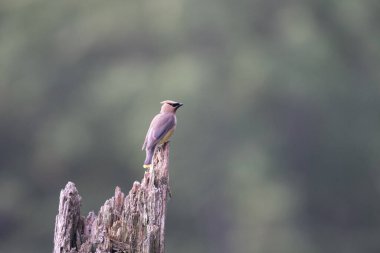 Bulanık bir arkaplanda bir kütüğe tünemiş bir Sedir Ağacı.