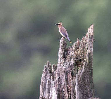 Bulanık bir arkaplanda bir kütüğe tünemiş bir Sedir Ağacı.