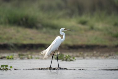 Chitwan Ulusal Parkı 'ndaki nehirde bir balıkçıl..