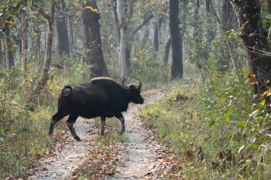 A Wild Gaur or Buffalo crossing a dirt road in the jungle. clipart