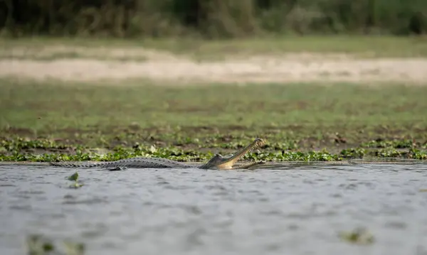 A gharial crocodile with an open mouth in a river.