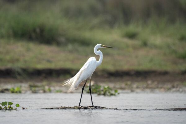 A Great Egret in the River in the Chitwan National Park.