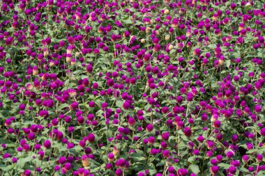 Mor Küre 'nin bir tarlası Parlak gün ışığı.