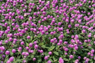 Mor Küre 'nin bir tarlası Parlak gün ışığı.