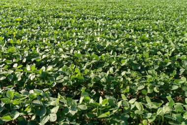 Yeşillik yeşil soya fasulyesi tarlası.