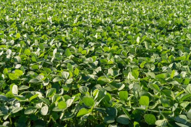 Yeşillik yeşil soya fasulyesi tarlası.