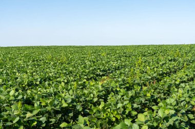Bir yaz günü mavi gökyüzüne uzanan yemyeşil soya tarlası..