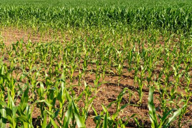 Bir tarlada büyüyen bir mısır tarlası..