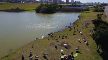 Mar del Plata gölünde ördekler yürüyor ve yüzüyor. İnsansız hava aracıyla hava görüntüsü. Yüksek kalite 4k görüntü