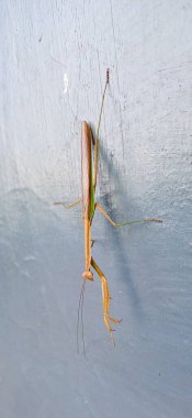 Duacı peygamber devesi duvarda sürünüyor