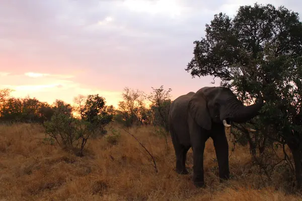 Loxodonta Africana 'da bir fil.