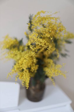 Sarı çiçekli mimoza. Yüksek kalite fotoğraf