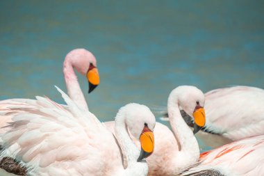 Bolivya 'daki Kokulu Göl' de, Uyuni 'nin tuz düzlüğü yakınında. Flamingo' ya yakın çekim. Dağlı ve arkalı yüksek kaliteli manzara fotoğrafı Laguna Chiar Khota veya Laguna Negra 'dır..