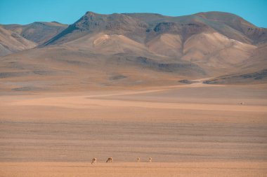Bolivya 'da yüksek irtifada arka planda dağların yanında otlayan Vicunas var. Arka planda Cerro Araral 'ı görüyorsunuz. Bolivya 'nın Dali Çölü yakınlarında.
