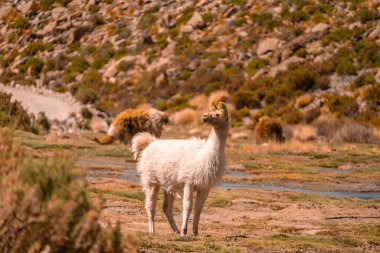 Lama Bolivya 'da, Uyuni' den çok uzak değil. Yüksek kalite fotoğraf