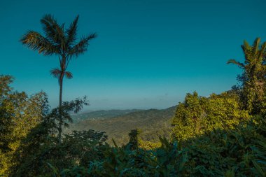 Porto Riko 'da El Yunque yağmur ormanları, San Juan yakınlarında, Amerika Birleşik Devletleri