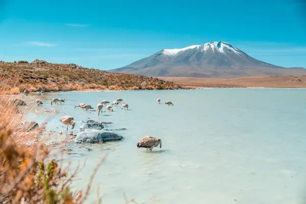 stock image Smelly Lake in Bolivia, near Uyuni salt flat salar de Uyuni with close-up of flamingo. High quality photo of landscape with mountain and behind is Laguna Chiar Khota or Laguna Negra.