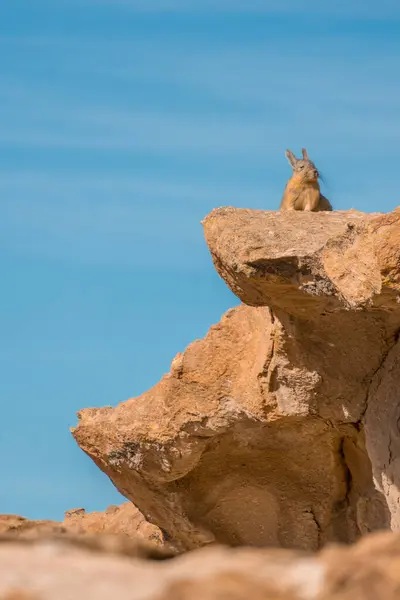 Viscacha, Bolivya 'daki Laguna Negra' da, Uyuni 3D2N turundan dönüyor. Çölde bir sürü kayalık arazi ve arkada bir sürü lama görüyorsunuz..
