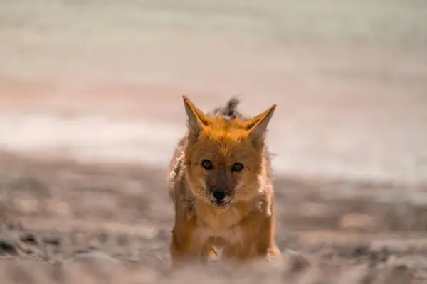 Bolivya 'da Uyuni yakınlarındaki çöl tilkisi, kokuşmuş göl kenarında deri döküp döküyor. Uyuni tuz düzlüklerinde turistik bir cazibe..