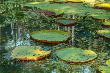 Mauritius 'taki Pamplemousse Botanik Bahçeleri. Yüksek kalite fotoğraf