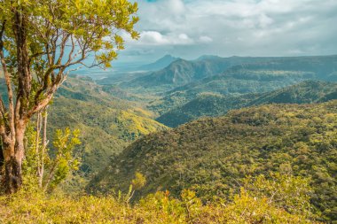 Mauritius 'taki Black River Gorge Ulusal Parkı Mauritius' un tek ulusal parkıdır. Yüksek kalite fotoğraf