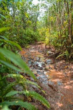 Mauritius 'taki Kara Nehir Vadisi Ulusal Parkı Mauritius' un tek ulusal parkıdır..