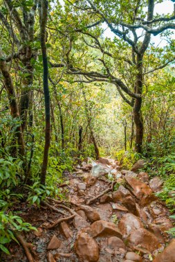 Mauritius 'taki Kara Nehir Vadisi Ulusal Parkı Mauritius' un tek ulusal parkıdır..