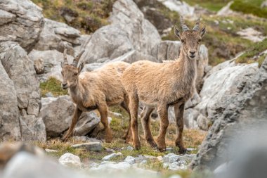 Fransız Alplerinde, Vanoise Ulusal Parkı 'nda otlayan Ibex yavruları. Yüksek kalite fotoğraf