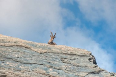 Fransız Alplerinde, Vanoise Ulusal Parkı 'nda otlayan Ibex yavruları. Yüksek kalite fotoğraf