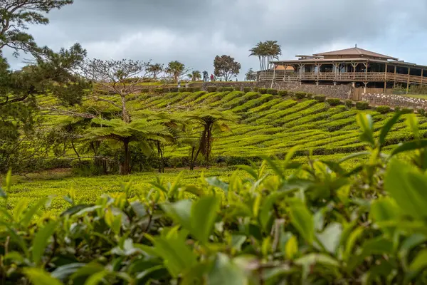 Mauritius Adası 'ndaki Bois Cherie' nin çay çiftliği. Yüksek kalite fotoğraf