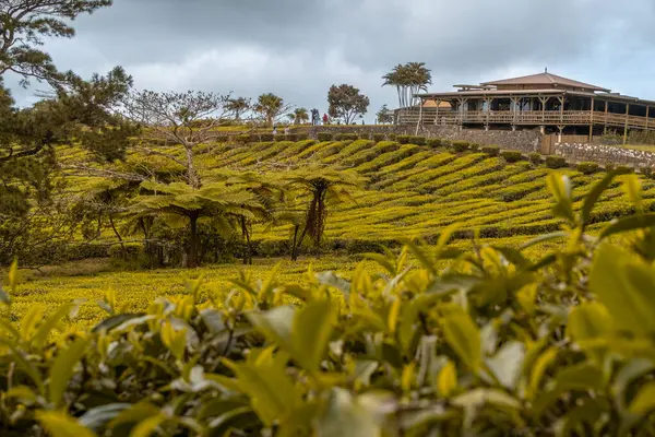 Mauritius Adası 'ndaki Bois Cherie' nin çay çiftliği. Yüksek kalite fotoğraf