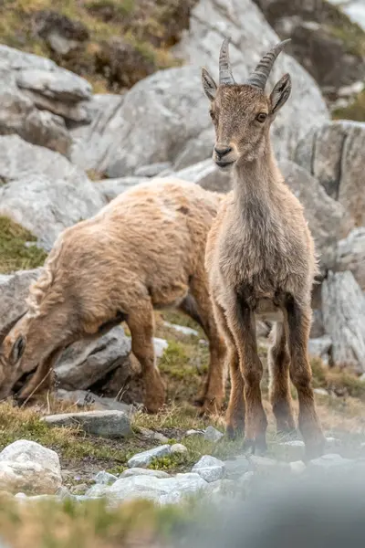 Fransız Alplerinde, Vanoise Ulusal Parkı 'nda otlayan Ibex yavruları. Yüksek kalite fotoğraf