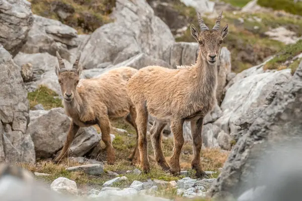 Fransız Alplerinde, Vanoise Ulusal Parkı 'nda otlayan Ibex yavruları. Yüksek kalite fotoğraf