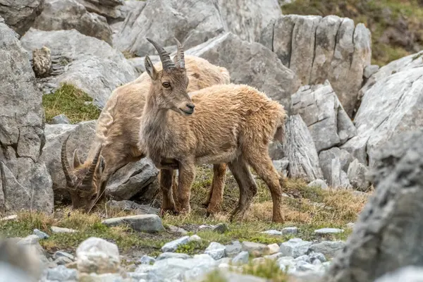 Fransız Alplerinde, Vanoise Ulusal Parkı 'nda otlayan Ibex yavruları. Yüksek kalite fotoğraf