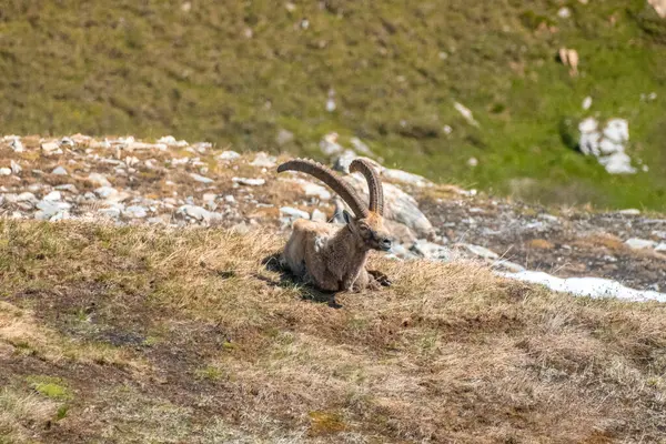 Fransız Alpleri 'ndeki Ibex yetişkinleri, Vanoise Ulusal Parkı. Büyük boynuzlar. Yüksek kalite fotoğraf