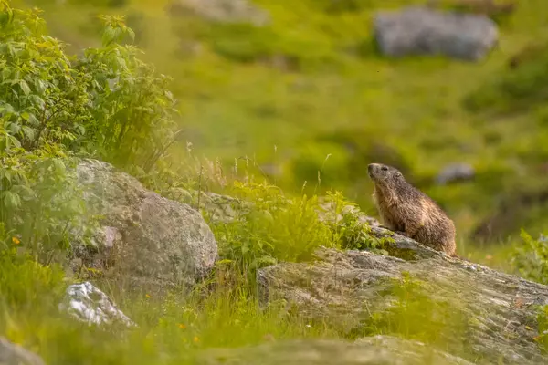 Fransız Alpleri 'ndeki dağ sıçanı ya da dağ sıçanı Vanoise Ulusal Parkı' nda. Yüksek kalite fotoğraf