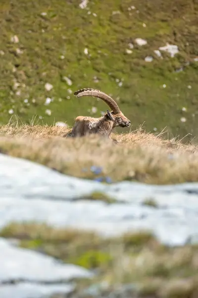 stock image Ibex adult in the French alps, the national park of the Vanoise. Big horns. High quality photo
