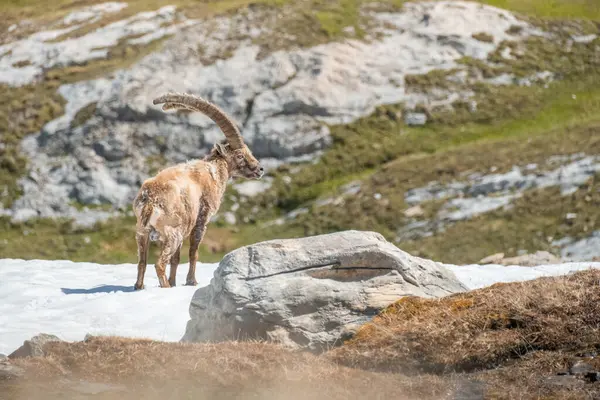 Fransız Alpleri 'ndeki Ibex yetişkinleri, Vanoise Ulusal Parkı. Büyük boynuzlar. Yüksek kalite fotoğraf