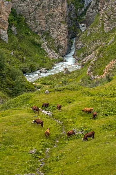 Fransız Alplerinde otlayan inekler, Vanoise Ulusal Parkı. Yüksek kalite fotoğraf