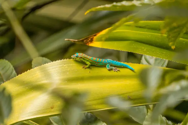 Mauritius Abanoz Ormanı 'ndaki Gecko. Yüksek kalite fotoğraf