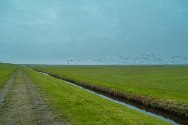 Wadden Denizi 'ndeki Terschelling Adası - Hollanda ya da Hollanda. Yüksek kalite fotoğraf