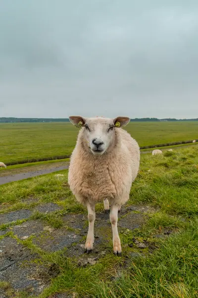 Wadden Denizi 'ndeki Terschelling Adası' ndaki koyunlar Hollanda ya da Hollanda. Yüksek kalite fotoğraf