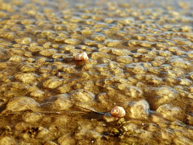 Sığ, küçük denizanası ve deniz kabuğu, deniz kıyısı, kahverengi