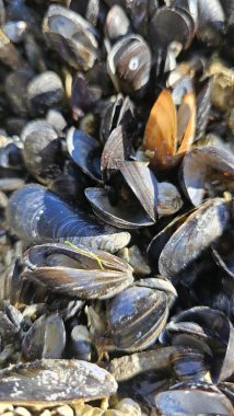 İstiridyeler - kıyıdaki kabukların katı arkaplanı